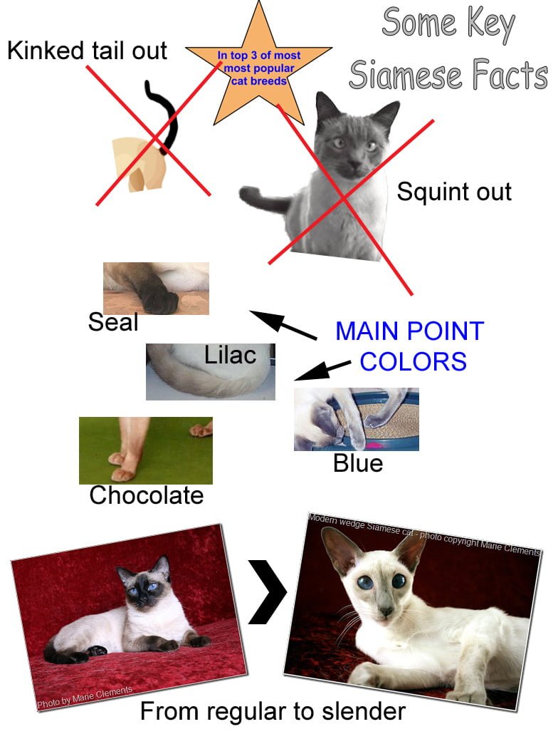 Some Key Siamese Cat Facts For Kids