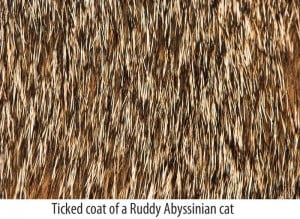 Ticked Coat of Abyssinian Cat