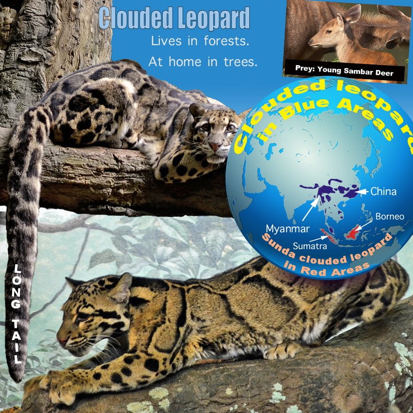 Clouded Leopard Facts For Kids