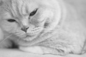 Cream British Shorthair Cat