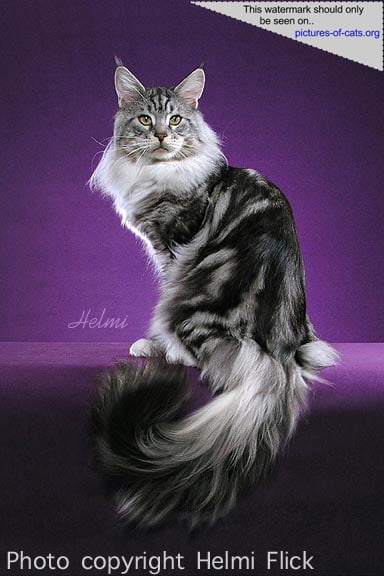 Maine Coon Bullet