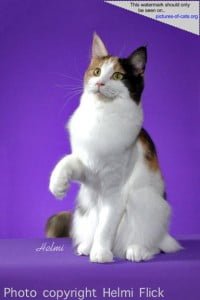 Maine Coon Cari