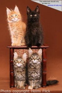 Maine Coon Kittens