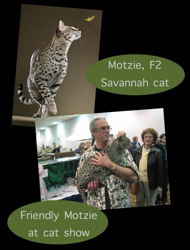 Savannah Cat First Choice For Obamas