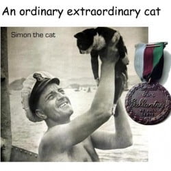 Cat Bravery Awards