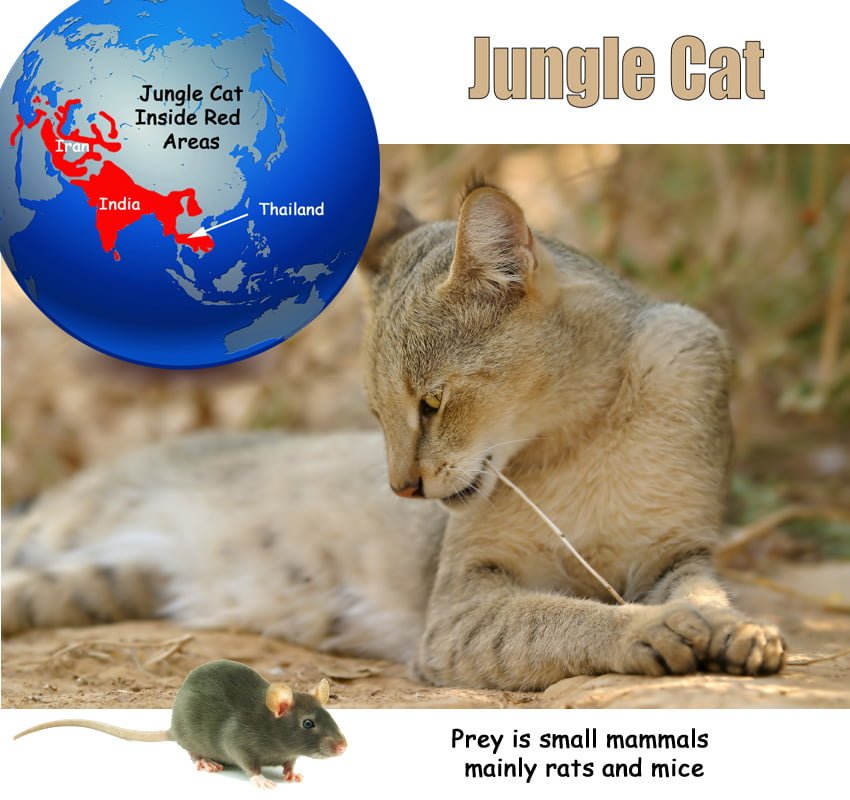 Jungle Cat Facts For Kids
