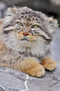 Manul Portrait
