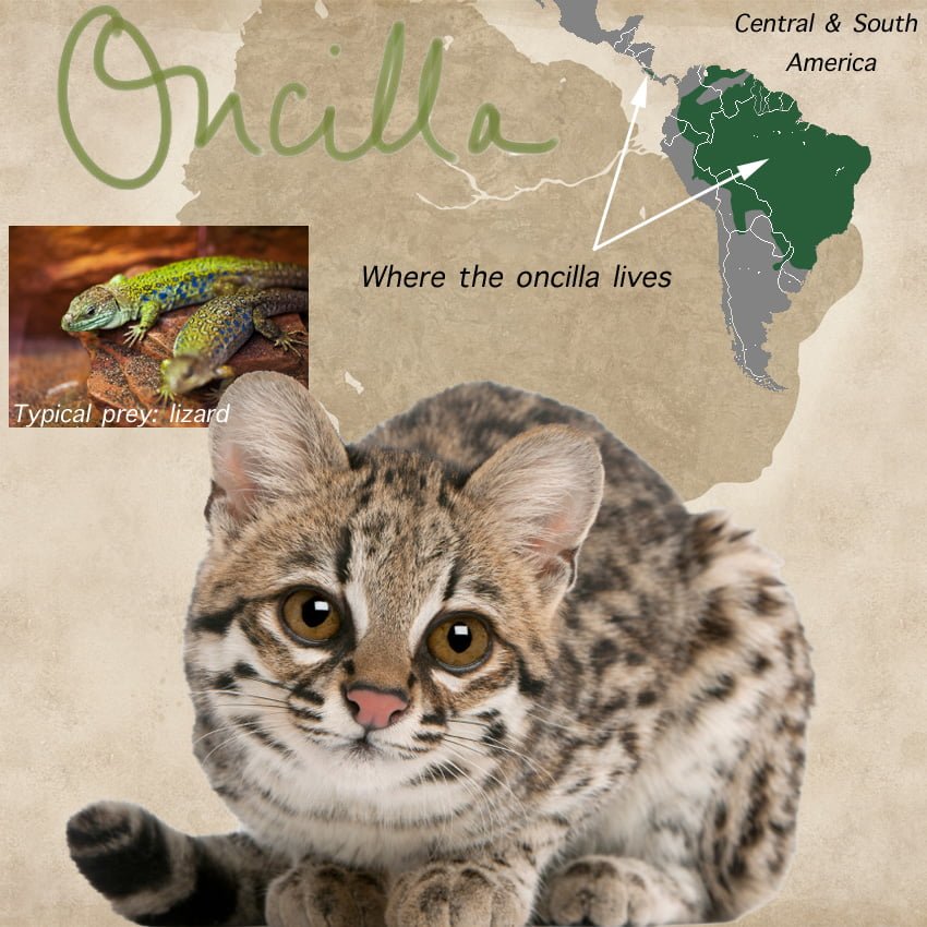 Oncilla Cat Facts For Kids