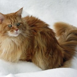 Red Tabby Maine Coon in the Snow