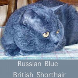 Russian Blue Brit SH