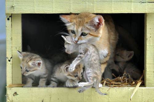 Sand cat and her kittens