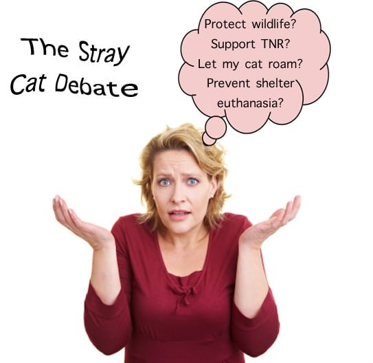 Stray Cat Debate