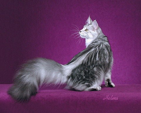 Maine Coon with flowing tail