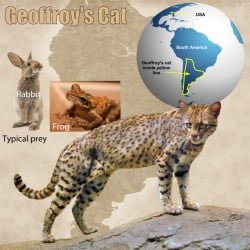 Geoffroy's Cat Facts For Kids