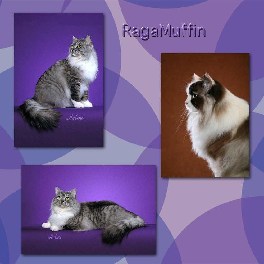 RagaMuffin Cat Facts For Kids