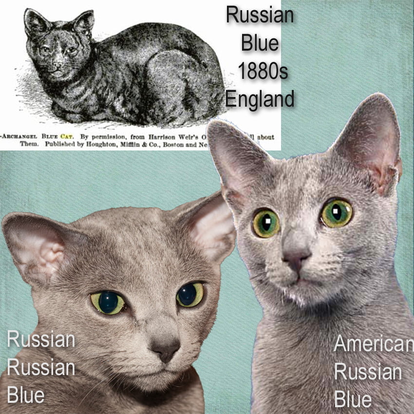 Russian Blues of Russia and America