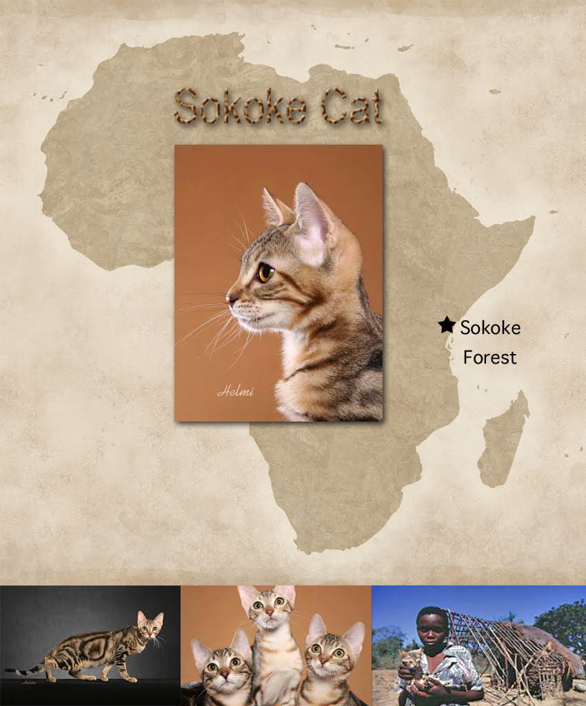 Sokoke Cat Facts For Kids