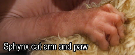 Sphynx cat arm and paw showing long toes