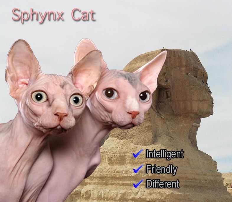 Sphynx Cat Facts For Kids