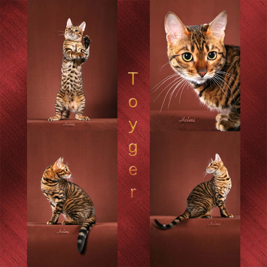 Toyger cat facts for kids