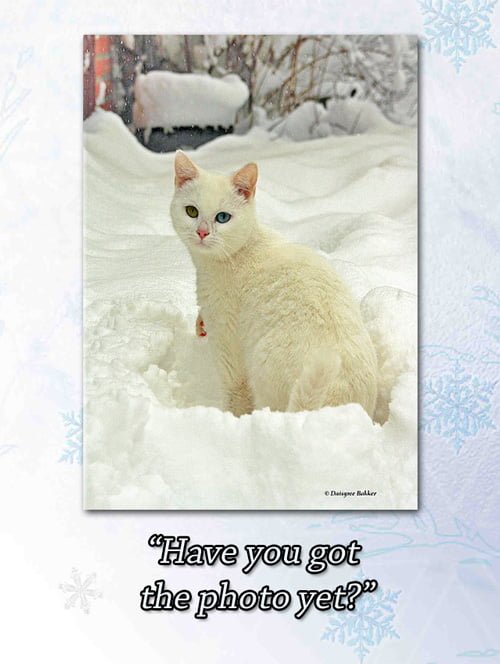White Cat In Snow