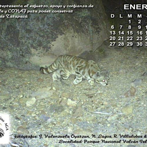 Andean cat calendar