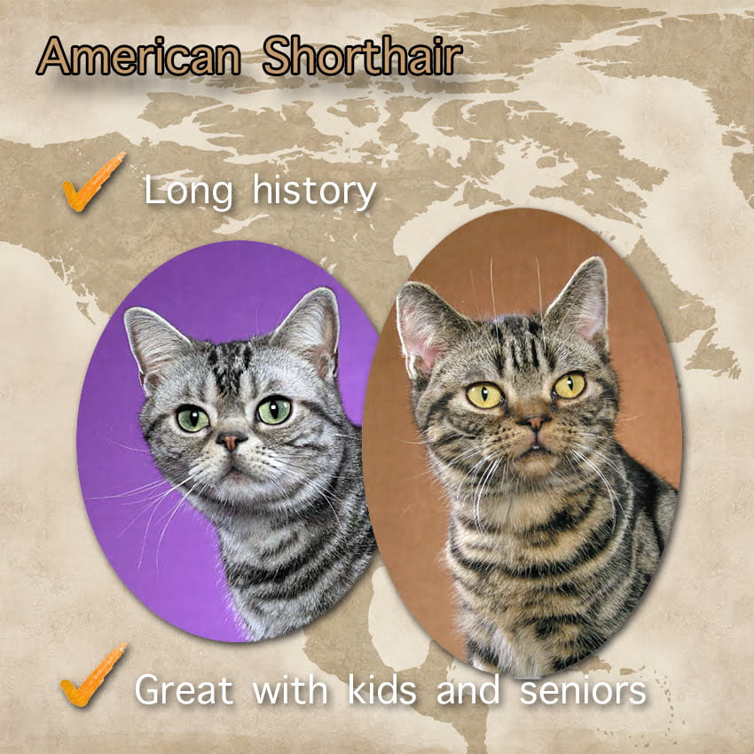 American Shorthair Cat Facts For Kids. Photos copyright Helmi Flick.
