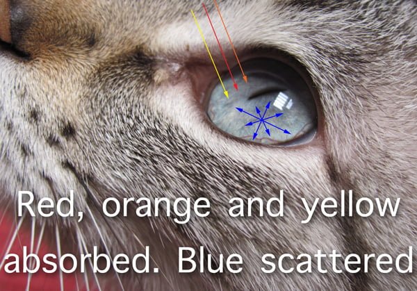Why do kittens have blue eyes? Scattered white light.