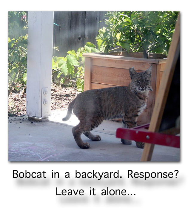 Bobcat in a backyard