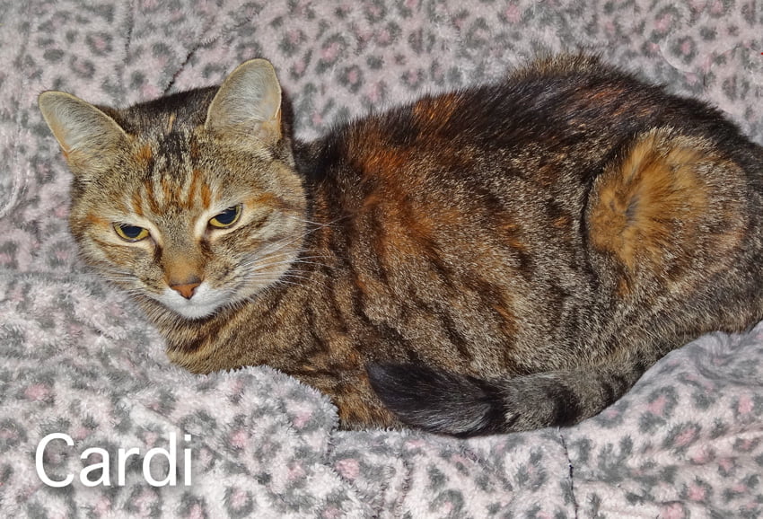 Cardi a cat who shakes her head and who has cancer. She has a beautiful tabby coat. Photo by Michael.
