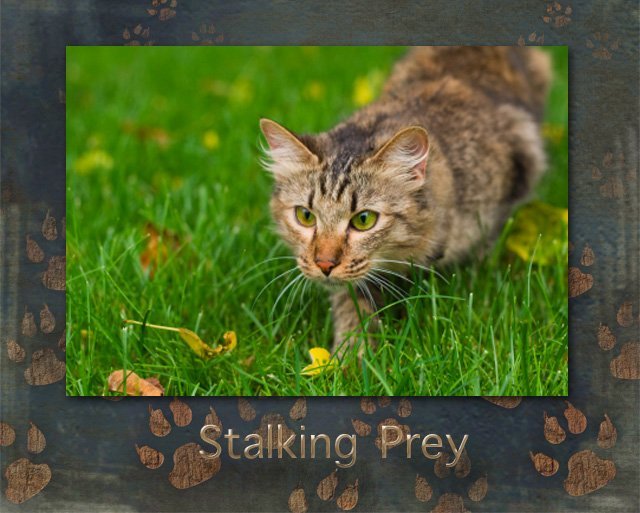 Cat Stalking Prey