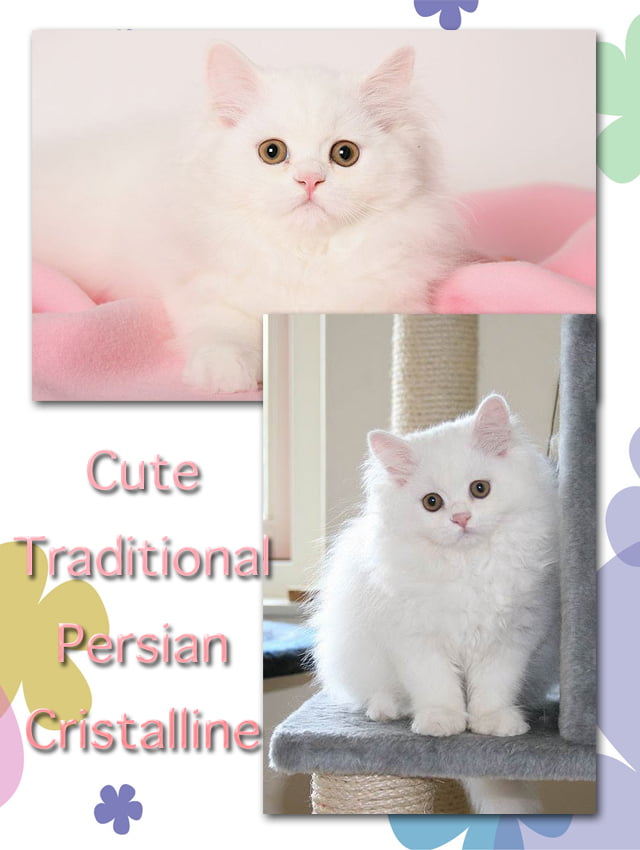 Cute Traditional Persian Kitten Cristalline