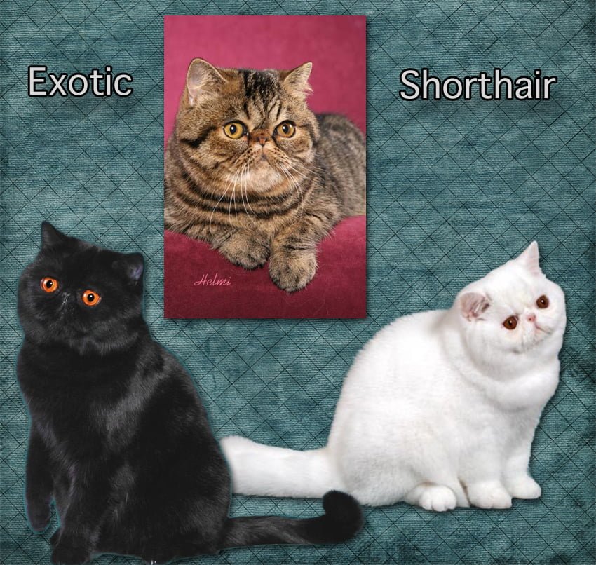 Exotic Shorthair cat facts for kids