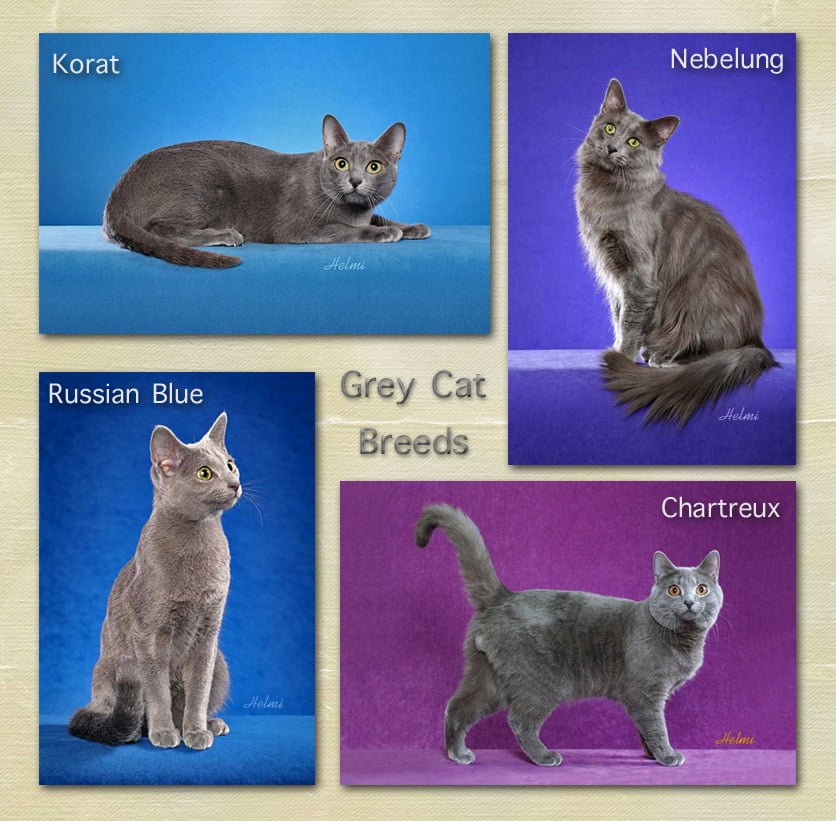 Grey cat breed facts for kids