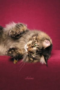 Maine Coon Ziggy. Photo copyright Helmi Flick