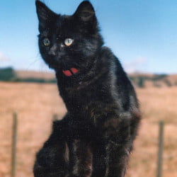 New Zealand Cat
