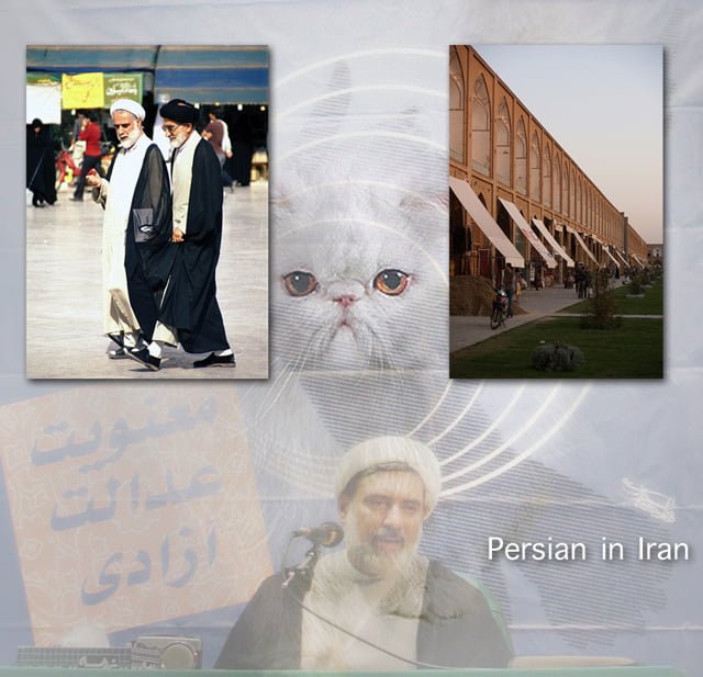 Cats in Iran 