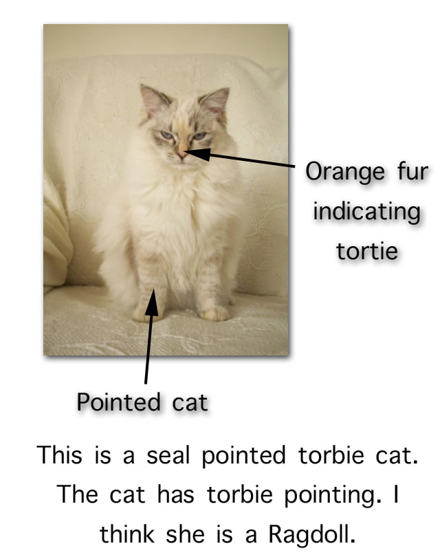 Seal Pointed Torbie Cat