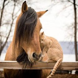 Cat and horse