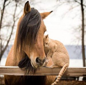 Cat and horse
