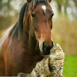 Cat and horse