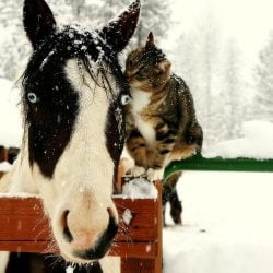 Cat and horse