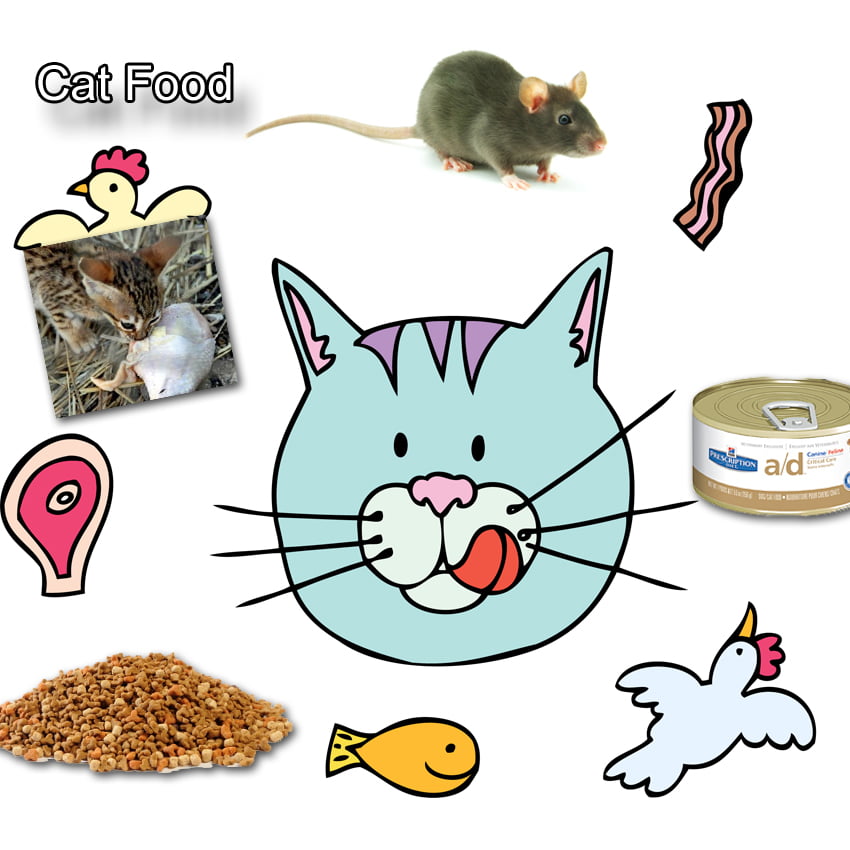 Cat Food Facts For Kids