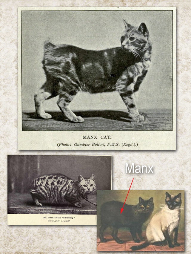 Original early Manx cats