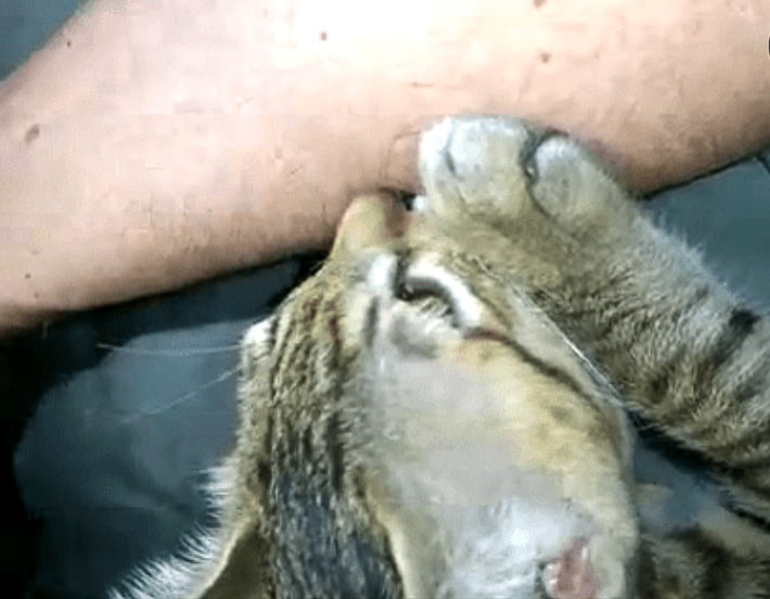 Cat sucking on owner's arm