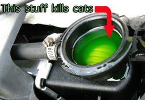 Treating cat anti-feeze poisoning