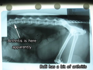 Arthritis in a cat