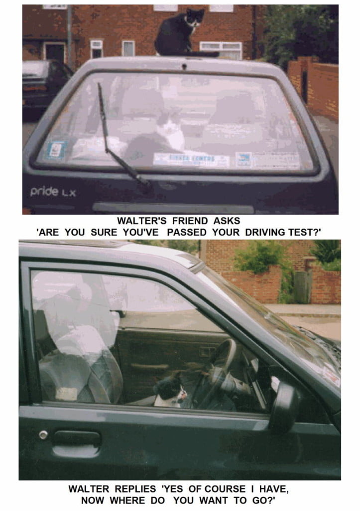 Cats Are Natural Comedians Michael Broad