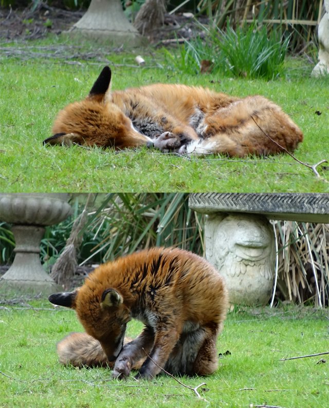 Injured fox