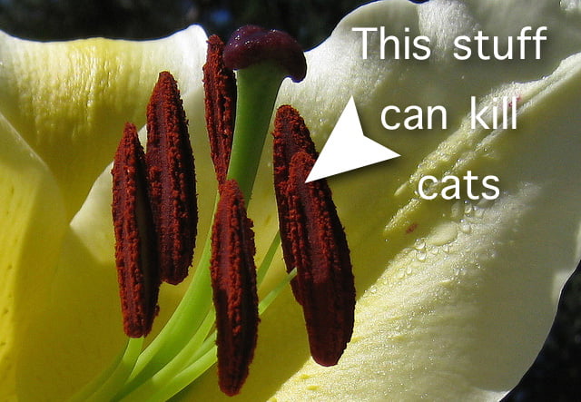 Lily Pollen Kills Cats
